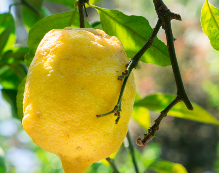 Sagra del Limone 2025 Massa Lubrense Limoni in Festa